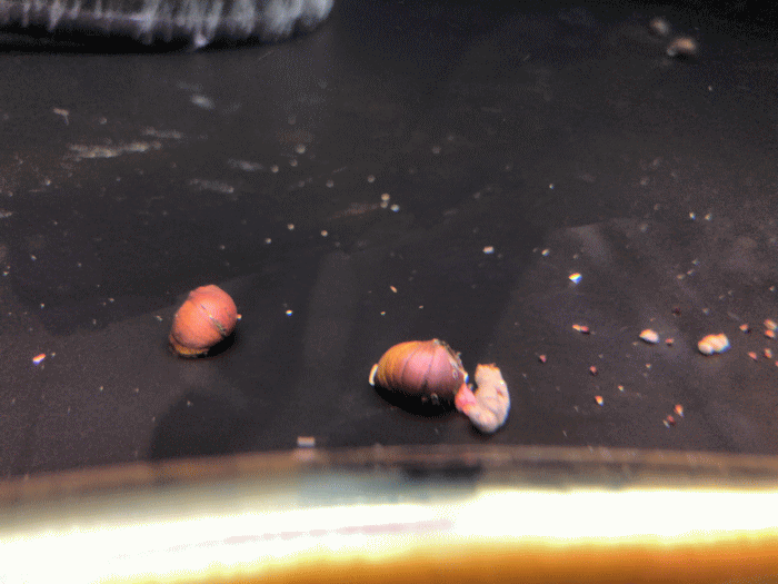 水槽のコケ取りに役立つ石巻貝は 要注意 有効なのかメリットとデメリット お薦めのペットレビューサイト 魚 鳥 爬虫類 犬 生き物係